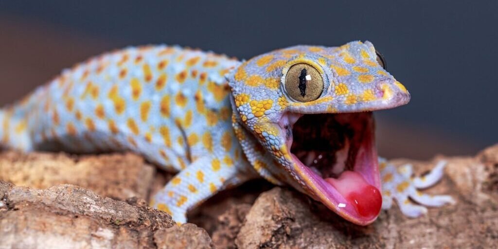 Reptiles Make a Surprising Amount of Noise. Here's What Those Sounds Might Mean, From Pops to Hoots to Bellows