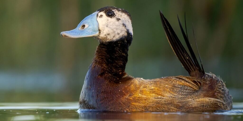 Spain’s White-Headed Ducks Have a Signature Color Right in the Name. And That Isn’t Even Their Most Remarkable Hue